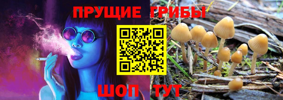 Энгельс  Галлюциногенные грибы Psilocybine cubensis  Вход с VPN 
